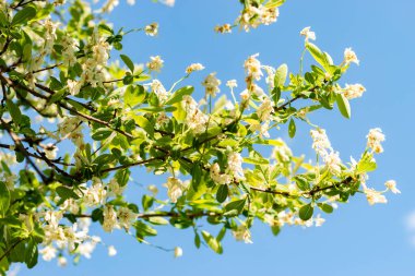 Saint Gallen, İsviçre, 13 Mayıs 2025 Exochorda Giraldii var Wilsonii ya da botanik bahçesindeki inci bitkisi