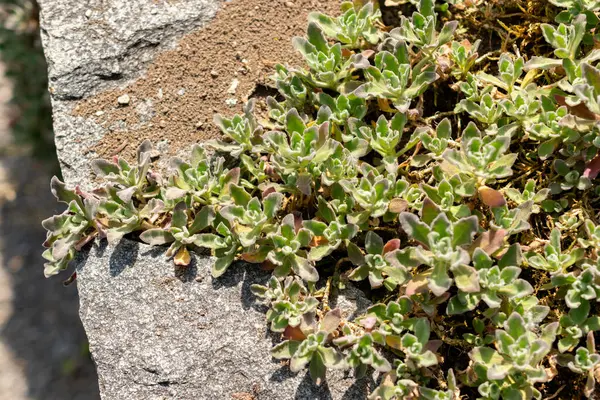 Saint Gallen, İsviçre, 13 Mayıs 2025 Kafkasya ya da botanik bahçesindeki dağ kayası teresi fabrikası