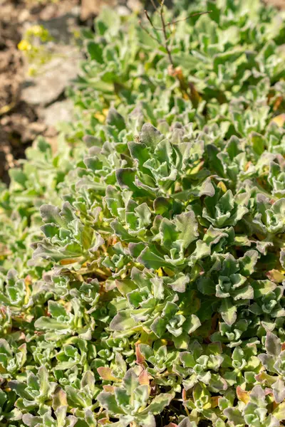 Saint Gallen, İsviçre, 13 Mayıs 2025 Kafkasya ya da botanik bahçesindeki dağ kayası teresi fabrikası