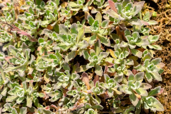 Saint Gallen, İsviçre, 13 Mayıs 2025 Kafkasya ya da botanik bahçesindeki dağ kayası teresi fabrikası