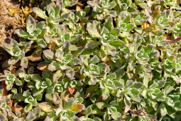 Saint Gallen, İsviçre, 13 Mayıs 2025 Kafkasya ya da botanik bahçesindeki dağ kayası teresi fabrikası