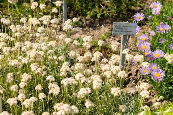Saint Gallen, İsviçre, 13 Mayıs 2025 Antennaria Dioica veya botanik bahçesindeki kedi ayağı fabrikası