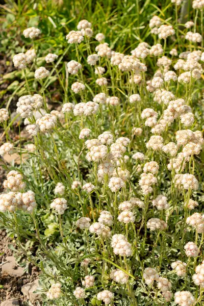 Saint Gallen, İsviçre, 13 Mayıs 2025 Antennaria Dioica veya botanik bahçesindeki kedi ayağı fabrikası