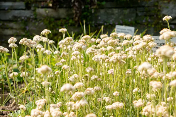 Saint Gallen, İsviçre, 13 Mayıs 2025 Antennaria Dioica veya botanik bahçesindeki kedi ayağı fabrikası