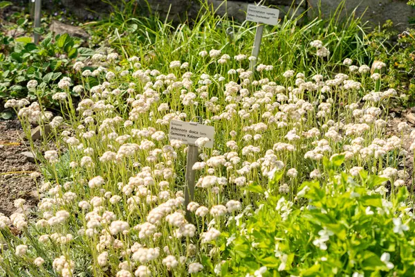 Saint Gallen, İsviçre, 13 Mayıs 2025 Antennaria Dioica veya botanik bahçesindeki kedi ayağı fabrikası