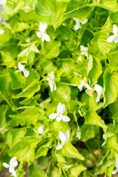 Saint Gallen, İsviçre, 13 Mayıs 2025 Botanik Bahçesindeki Viola Kunawarensis fabrikası