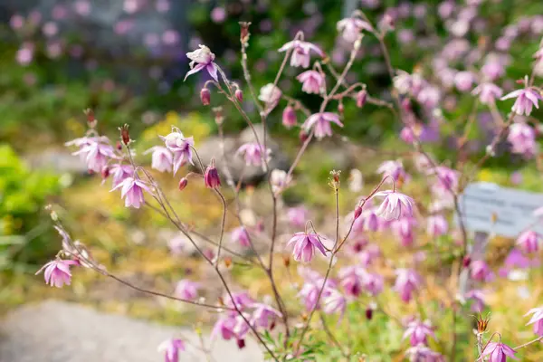 Saint Gallen, İsviçre, 13 Mayıs 2025 Semiaquilegia Ecalcarata veya botanik bahçesindeki sahte kolumba fabrikası