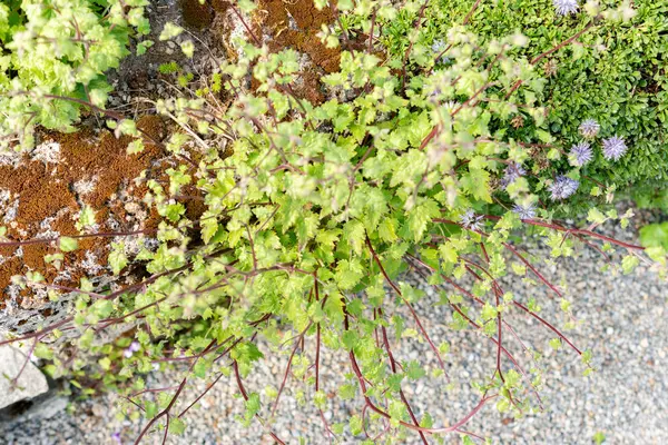 Saint Gallen, İsviçre, 13 Mayıs 2025 Botanik Bahçesindeki Symphyandra Armena fabrikası