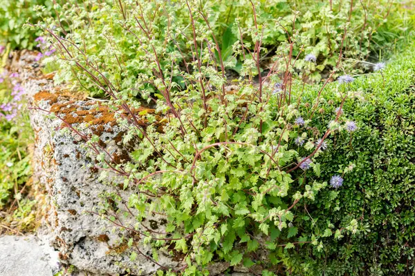 Saint Gallen, İsviçre, 13 Mayıs 2025 Botanik Bahçesindeki Symphyandra Armena fabrikası