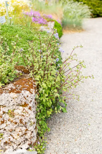 Saint Gallen, İsviçre, 13 Mayıs 2025 Botanik Bahçesindeki Symphyandra Armena fabrikası