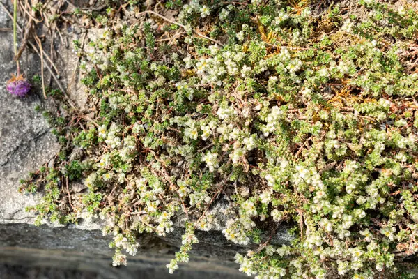 Saint Gallen, İsviçre, 13 Mayıs 2025 Paronychia Kepala bitkisi botanik bahçesinde.