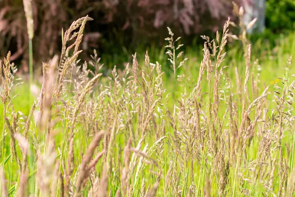 Saint Gallen, İsviçre, 13 Mayıs 2025 Cynosurus Echinatus veya botanik bahçesindeki kıllı köpek kuyruğu bitkisi