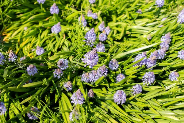 Saint Gallen, İsviçre, 13 Mayıs 2025 Scilla Litardieri veya botanik bahçesindeki Dalmaçyalı scilla bitkisi