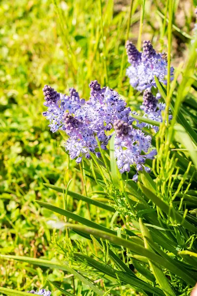 Saint Gallen, İsviçre, 13 Mayıs 2025 Scilla Litardieri veya botanik bahçesindeki Dalmaçyalı scilla bitkisi