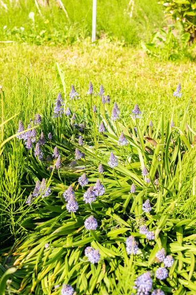 Saint Gallen, İsviçre, 13 Mayıs 2025 Scilla Litardieri veya botanik bahçesindeki Dalmaçyalı scilla bitkisi