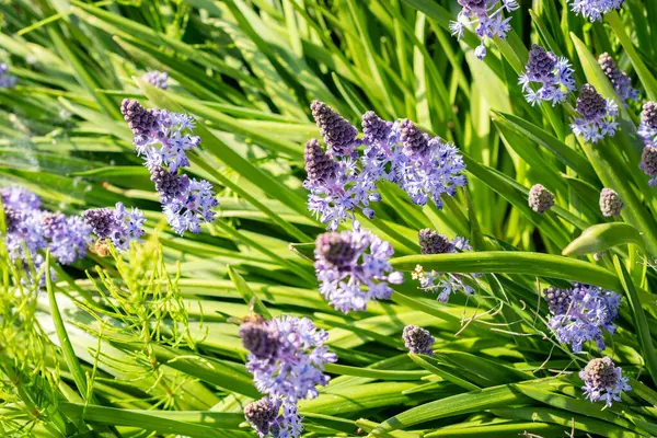 Saint Gallen, İsviçre, 13 Mayıs 2025 Scilla Litardieri veya botanik bahçesindeki Dalmaçyalı scilla bitkisi