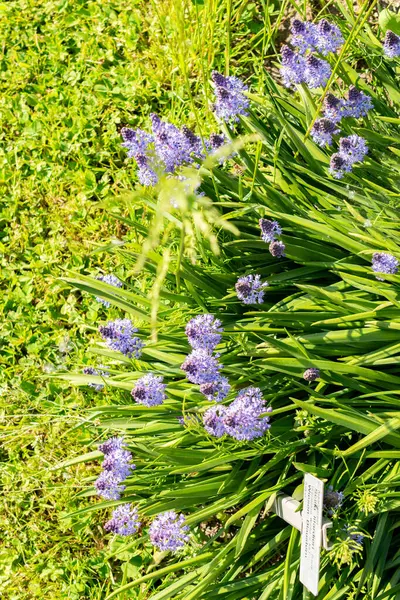 Saint Gallen, İsviçre, 13 Mayıs 2025 Scilla Litardieri veya botanik bahçesindeki Dalmaçyalı scilla bitkisi