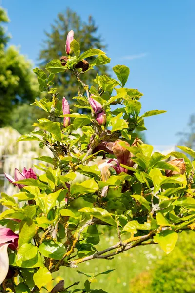 Saint Gallen, İsviçre, 13 Mayıs 2025 Liliiflora Nigra veya botanik bahçesindeki mor manolya bitkisi