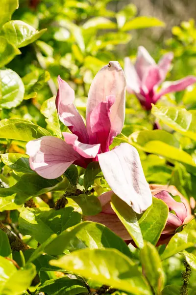 Saint Gallen, İsviçre, 13 Mayıs 2025 Liliiflora Nigra veya botanik bahçesindeki mor manolya bitkisi