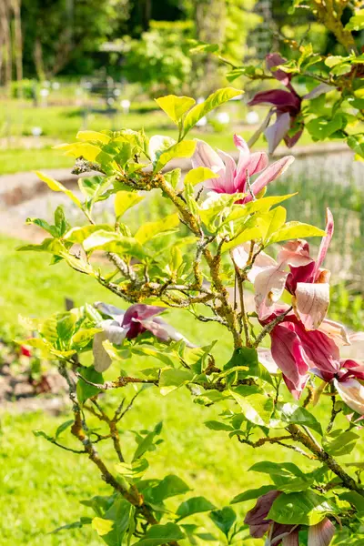 Saint Gallen, İsviçre, 13 Mayıs 2025 Liliiflora Nigra veya botanik bahçesindeki mor manolya bitkisi