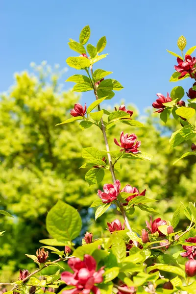 Saint Gallen, İsviçre, 13 Mayıs 2025 Sinocalycanthus Chinensis veya botanik bahçesindeki Çin tatlı çalı bitkisi