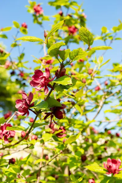 Saint Gallen, İsviçre, 13 Mayıs 2025 Sinocalycanthus Chinensis veya botanik bahçesindeki Çin tatlı çalı bitkisi