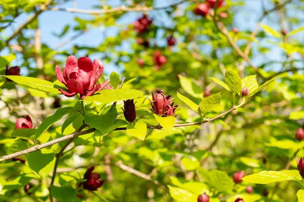 Saint Gallen, İsviçre, 13 Mayıs 2025 Sinocalycanthus Chinensis veya botanik bahçesindeki Çin tatlı çalı bitkisi