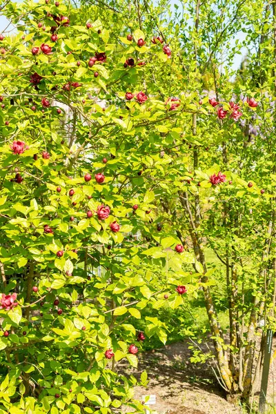 Saint Gallen, İsviçre, 13 Mayıs 2025 Sinocalycanthus Chinensis veya botanik bahçesindeki Çin tatlı çalı bitkisi