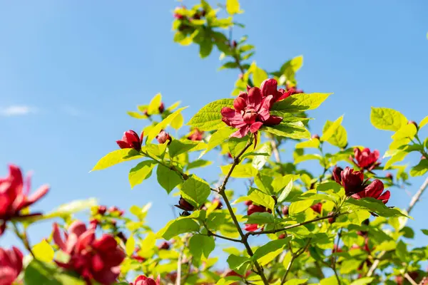 Saint Gallen, İsviçre, 13 Mayıs 2025 Sinocalycanthus Chinensis veya botanik bahçesindeki Çin tatlı çalı bitkisi