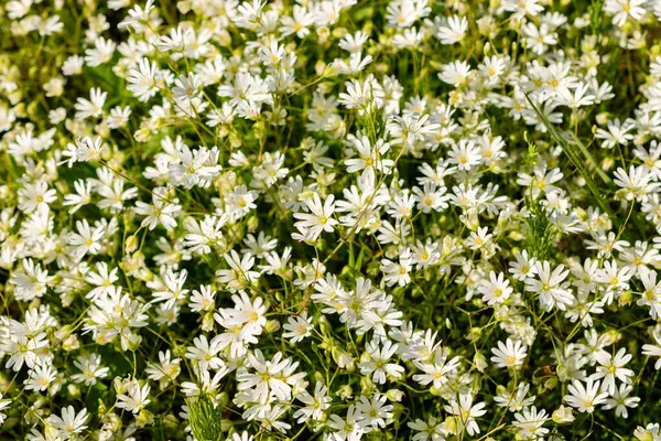 Saint Gallen, İsviçre, 13 Mayıs 2025 Stellaria Holostea veya botanik bahçesindeki daha büyük yıldız otu bitkisi