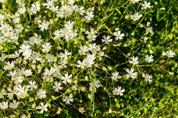 Saint Gallen, İsviçre, 13 Mayıs 2025 Stellaria Holostea veya botanik bahçesindeki daha büyük yıldız otu bitkisi