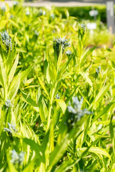 Saint Gallen, İsviçre, 13 Mayıs 2025 Amsonia Tabernaemontana veya botanik bahçesindeki doğu mavi yıldız bitkisi