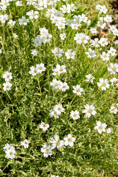 Saint Gallen, İsviçre, 13 Mayıs 2025. Cerastium Tomentosum veya yaz bitkisi botanik bahçesinde kar