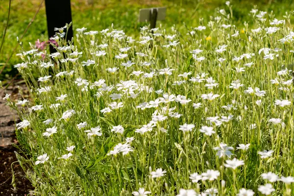 Saint Gallen, İsviçre, 13 Mayıs 2025. Cerastium Tomentosum veya yaz bitkisi botanik bahçesinde kar
