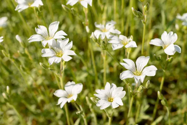 Saint Gallen, İsviçre, 13 Mayıs 2025. Cerastium Tomentosum veya yaz bitkisi botanik bahçesinde kar
