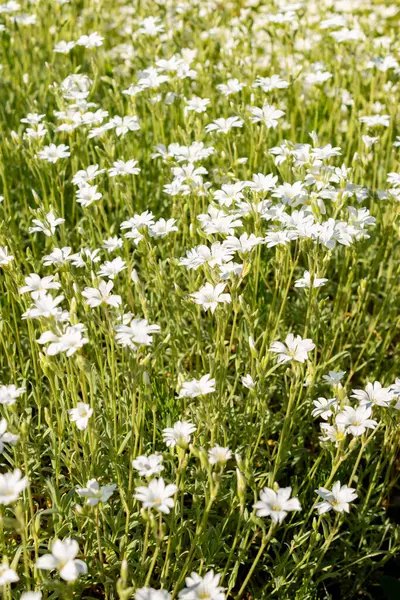 Saint Gallen, İsviçre, 13 Mayıs 2025. Cerastium Tomentosum veya yaz bitkisi botanik bahçesinde kar