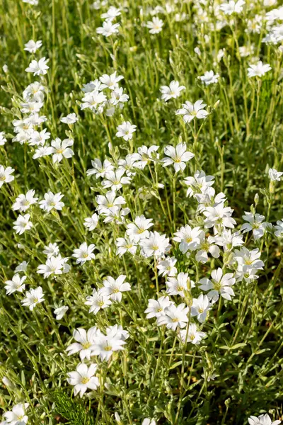 Saint Gallen, İsviçre, 13 Mayıs 2025. Cerastium Tomentosum veya yaz bitkisi botanik bahçesinde kar