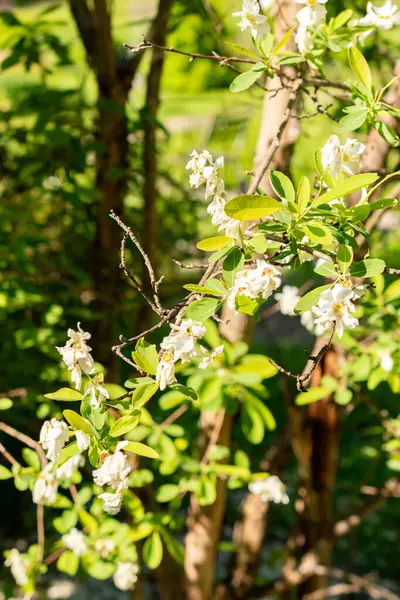Saint Gallen, İsviçre, 13 Mayıs 2025 Exochorda Giraldii var Wilsonii ya da botanik bahçesindeki inci bitkisi