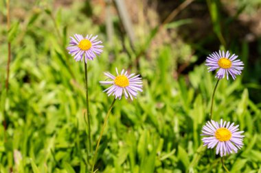 Saint Gallen, İsviçre 24 Mayıs 2025 Erigeron Ursinus veya botanik bahçesindeki ayı nehri pire fabrikası