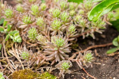 Saint Gallen, İsviçre 24 Mayıs 2025 Sedum Tatarinowii bitkisi botanik bahçesinde