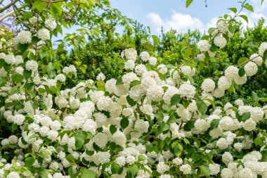 Saint Gallen, İsviçre 24 Mayıs 2025 Viburnum Plicatum bitkisi botanik bahçesinde