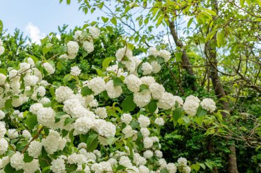 Saint Gallen, İsviçre 24 Mayıs 2025 Viburnum Plicatum bitkisi botanik bahçesinde