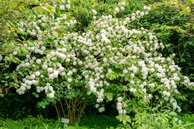 Saint Gallen, İsviçre 24 Mayıs 2025 Viburnum Plicatum bitkisi botanik bahçesinde