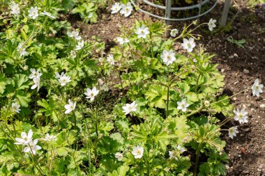 Saint Gallen, İsviçre 24 Mayıs 2025 Anemone Leveillei veya botanik bahçesindeki orman rüzgâr çiçeği bitkisi