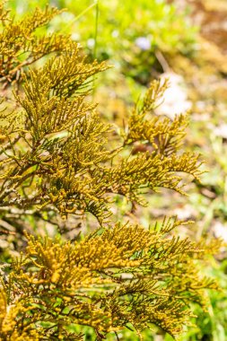 Saint Gallen, İsviçre 24 Mayıs 2025 Hebe Ochracea James Stirling Botanik Bahçesi