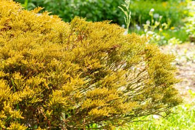 Saint Gallen, İsviçre 24 Mayıs 2025 Hebe Ochracea James Stirling Botanik Bahçesi