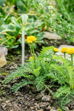 Saint Gallen, İsviçre 24 Mayıs 2025 Tanasetum Bipinnatum bitkisi botanik bahçesinde