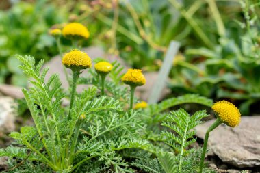 Saint Gallen, İsviçre 24 Mayıs 2025 Tanasetum Bipinnatum bitkisi botanik bahçesinde