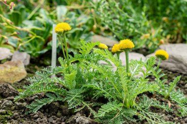 Saint Gallen, İsviçre 24 Mayıs 2025 Tanasetum Bipinnatum bitkisi botanik bahçesinde