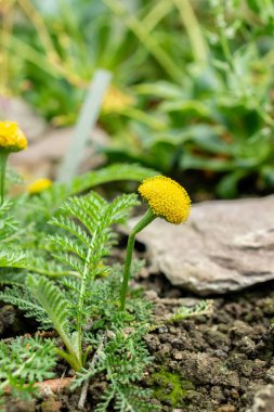 Saint Gallen, İsviçre 24 Mayıs 2025 Tanasetum Bipinnatum bitkisi botanik bahçesinde